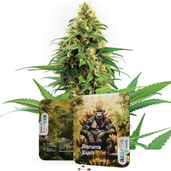 Banana Kush | Cannabis Seeds by Azarius Seeds