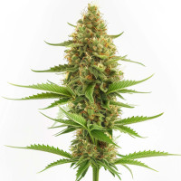 Acapulco Gold - Cannabis Seeds by Azarius Seeds