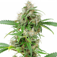 Runtz | Cannabis Seeds by Azarius