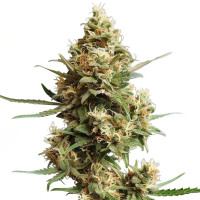 Super Silver Haze | Cannabis Seeds by Azarius