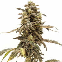 Wedding Cake | Cannabis Seeds by Azarius