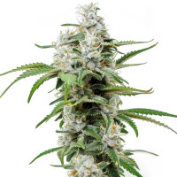 Chemdawg | Cannabis Seeds by Azarius Seeds