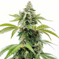 Apple Fritter Auto