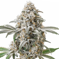 Green Crack Auto | Cannabis Seeds by Azarius