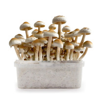 PES Amazonian Magic Mushroom Grow Kit | Azarius