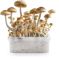 B+ Magic Mushroom Grow Kit | Azarius