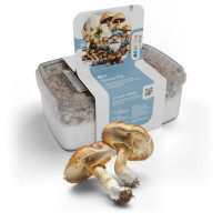 B+ Magic Mushroom Grow Kit | Azarius