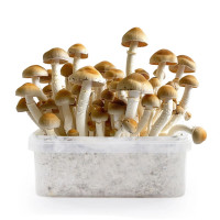 McKennaii Magic Mushroom Grow Kit | Azarius