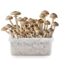 Mexican Magic Mushroom Grow Kit | Azarius