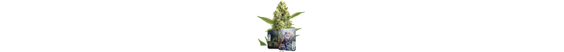 Buy Sativa Cannabis Seeds