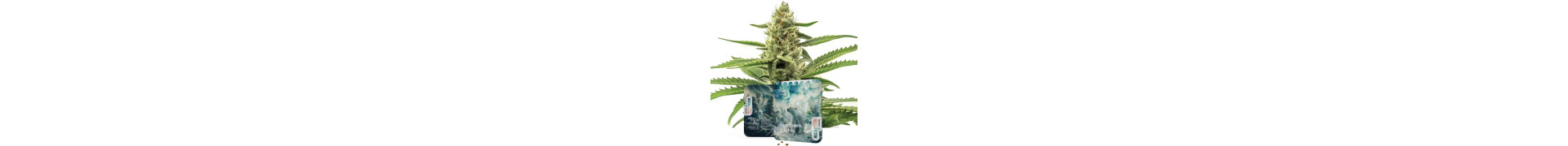 Buy Indica Cannabis Seeds From Azarius