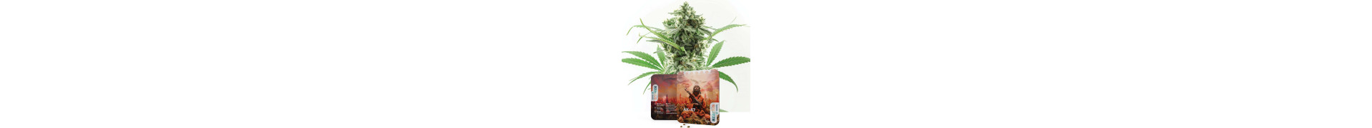 Buy the Best Skunk Cannabis Seeds Online