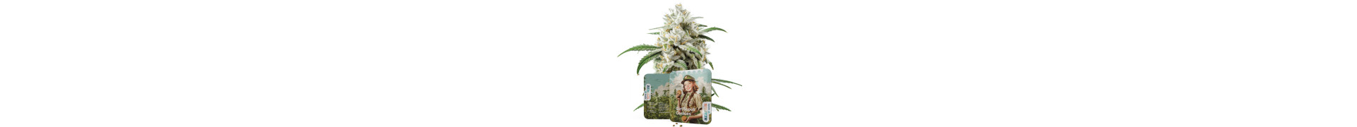 Buy the Best Cookies Cannabis Seeds Online