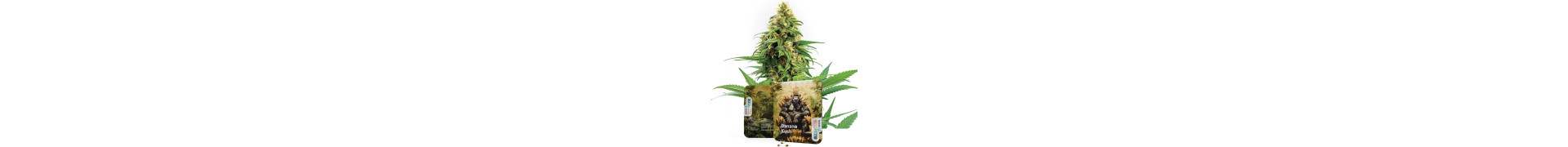 Top Banana Strains for Sale at Azarius - Elevate Your Experience Today!